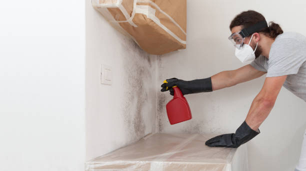 Professional Basement Mold Remediation technician working in Evanston, IL