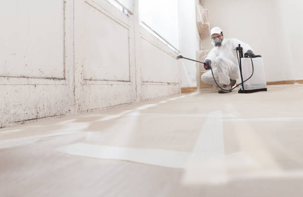 24/7 Emergency Basement Mold Remediation experts in Evanston, IL