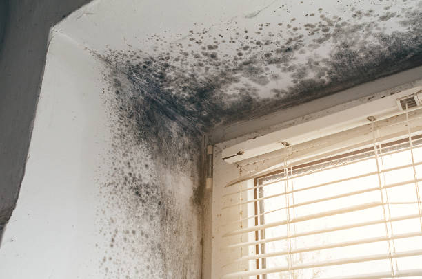 Affordable Basement Mold Remediation solutions in Evanston, IL