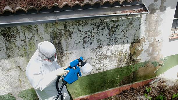 Top rated local Basement Mold Remediation specialists in Evanston, IL